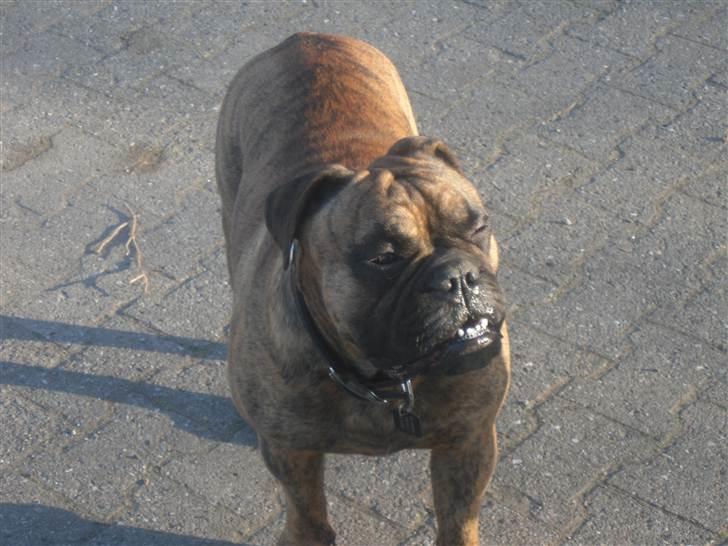 Olde victorian bulldogge Holger billede 3