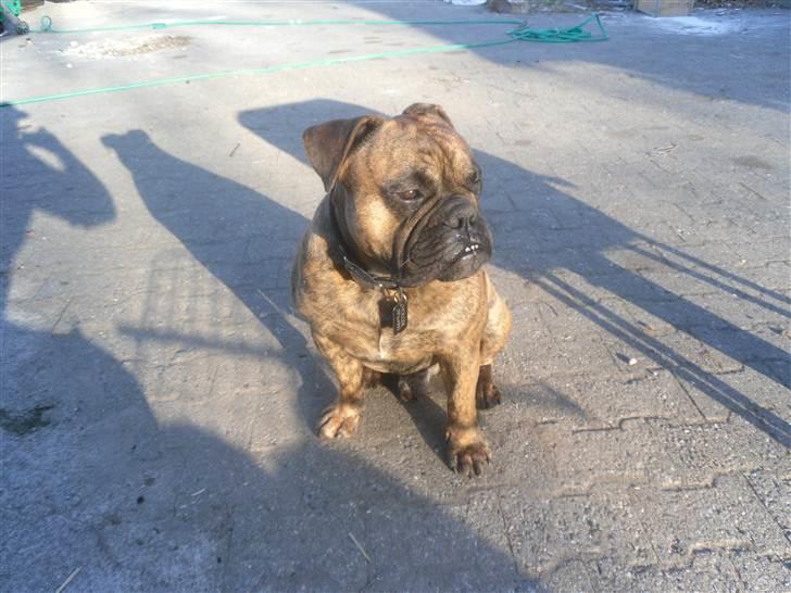 Olde victorian bulldogge Holger billede 4