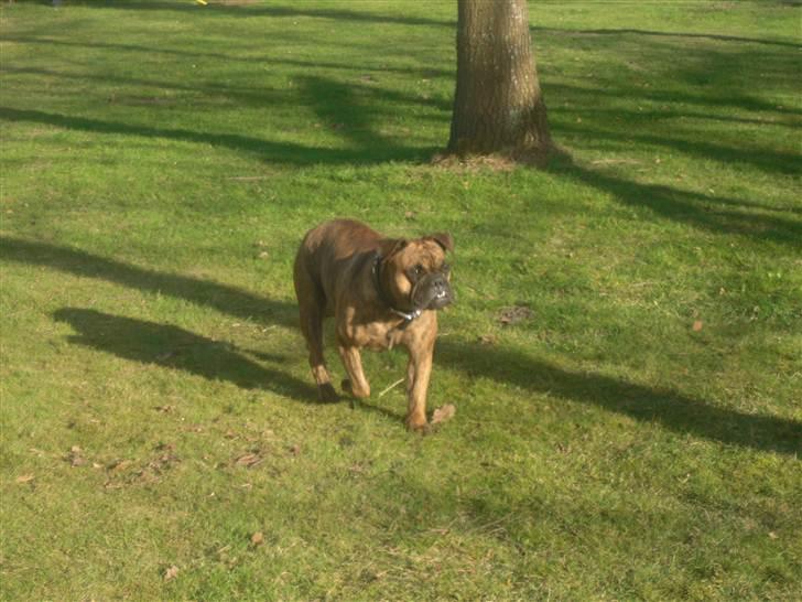 Olde victorian bulldogge Holger billede 5