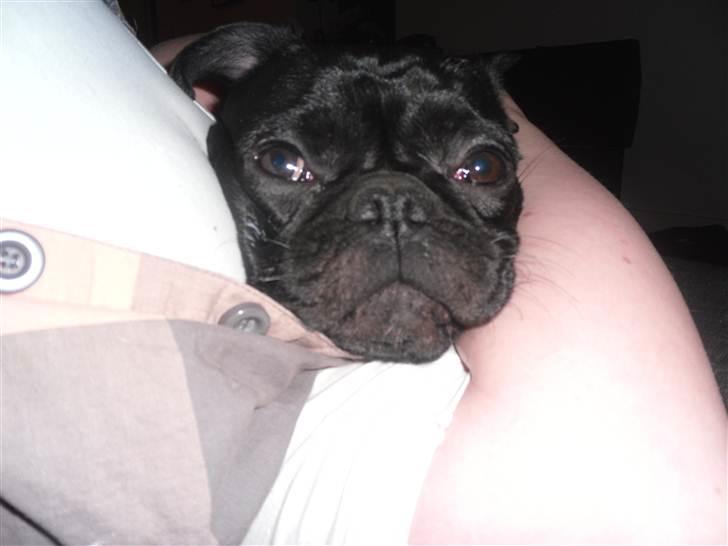 Blanding af racer Viggo billede 7