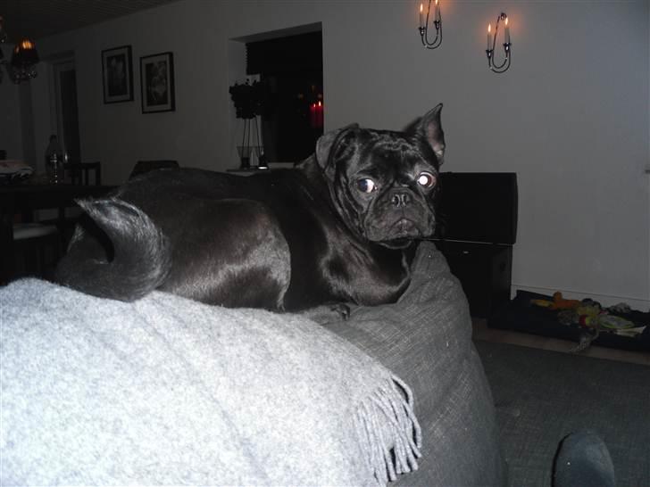 Blanding af racer Viggo billede 8