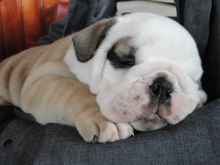 Engelsk bulldog  R.I.P Otto billede 7