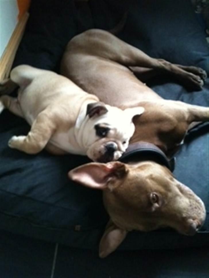 Engelsk bulldog  R.I.P Otto billede 8