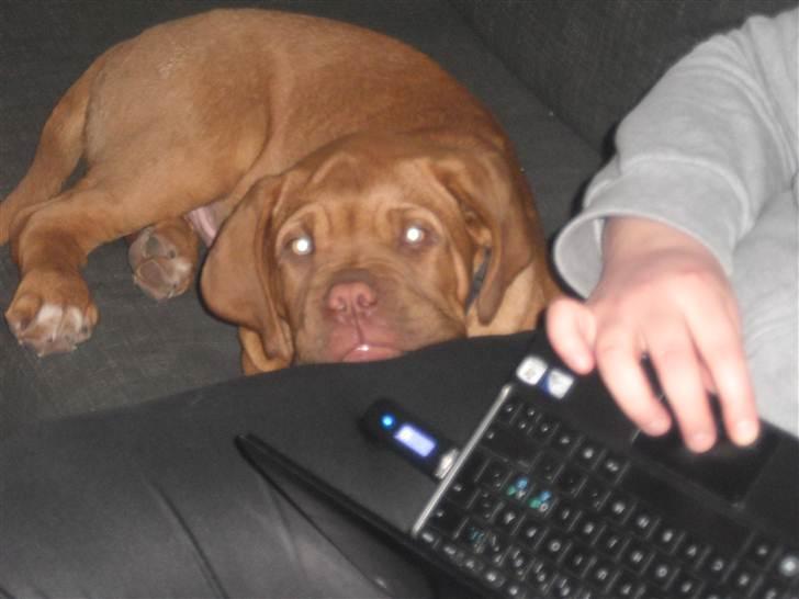 Dogue de bordeaux Oscar billede 8