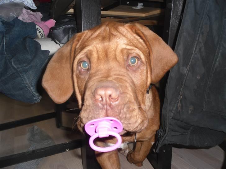 Dogue de bordeaux Oscar billede 10