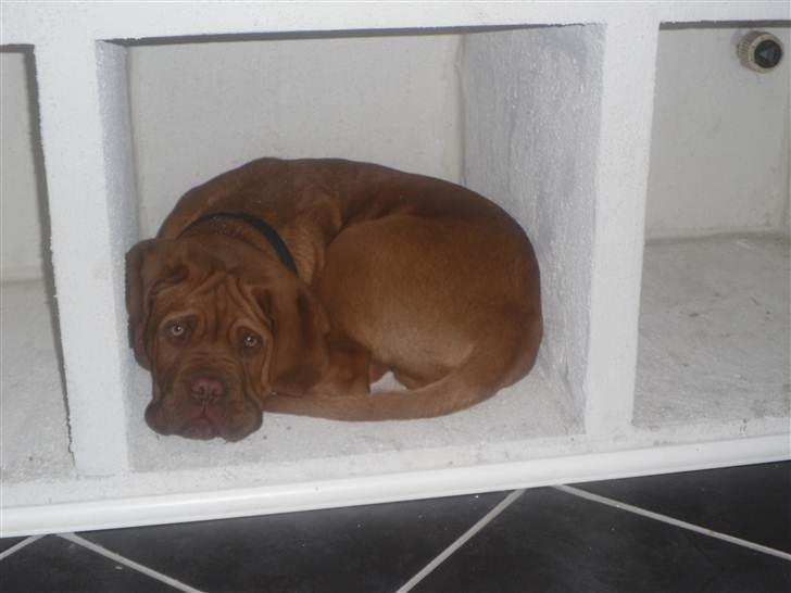Dogue de bordeaux Oscar billede 11