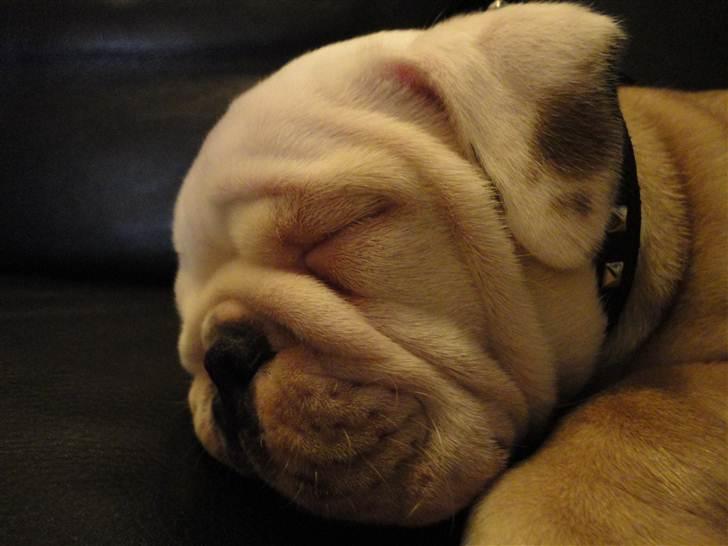 Engelsk bulldog  R.I.P Otto billede 9