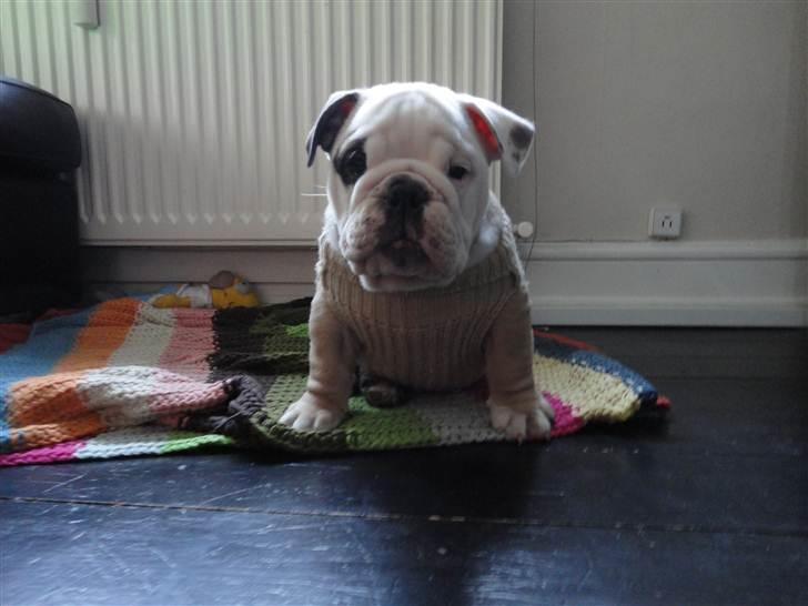 Engelsk bulldog  R.I.P Otto billede 10