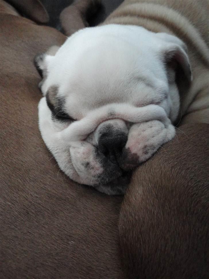 Engelsk bulldog  R.I.P Otto billede 11