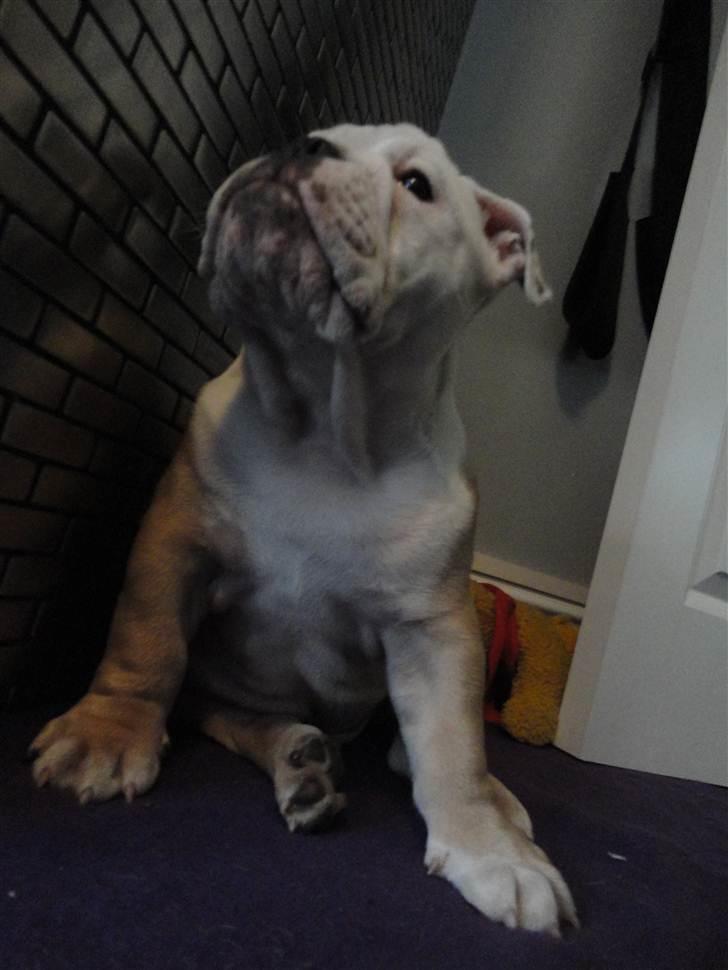 Engelsk bulldog  R.I.P Otto billede 12