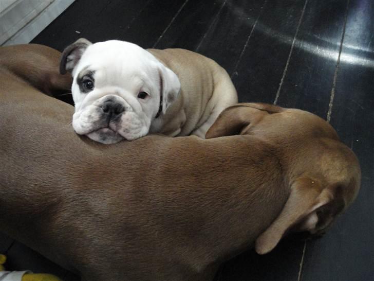 Engelsk bulldog  R.I.P Otto billede 13