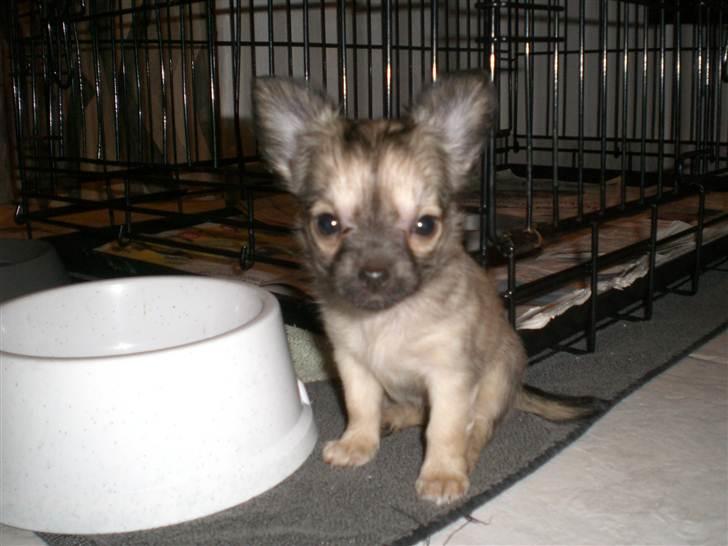 Chihuahua Trille - Trille 6 uger gammel. billede 2