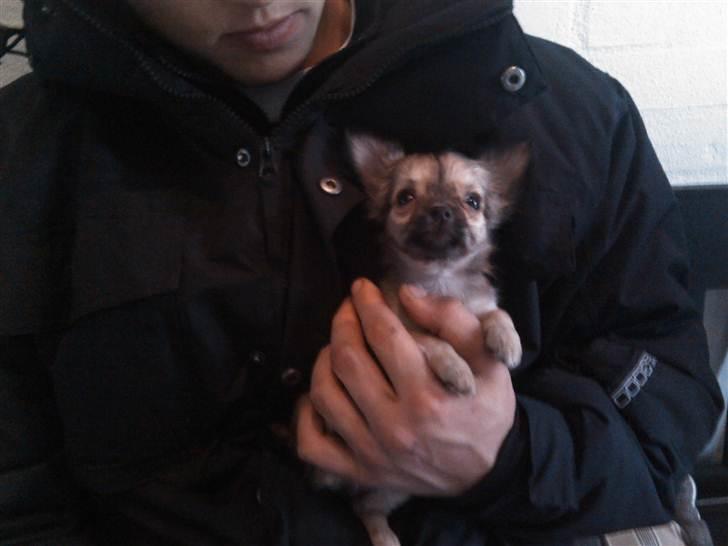 Chihuahua Trille - Trille 8 uger gammel. billede 3