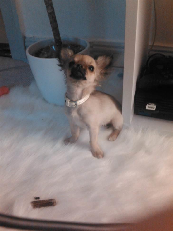 Chihuahua Trille - Trille 17 uger gammel. billede 5