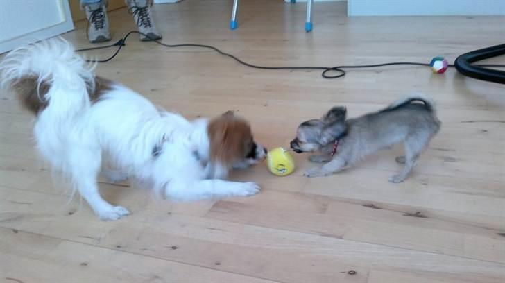 Chihuahua Trille - Charlie & Trille <3 billede 7