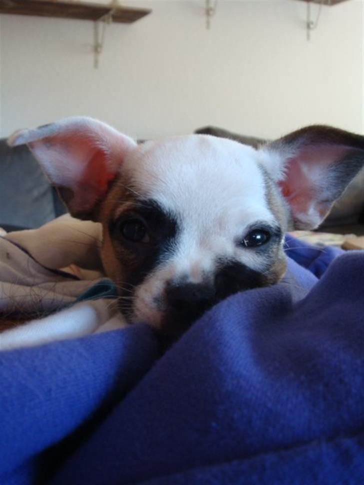 Blanding af racer Fiona ( Fransk Bulldog - Chihauhau) Bullhauhau. billede 7