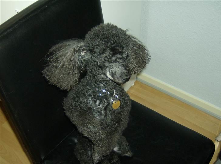 Dværgpuddel ToT billede 2