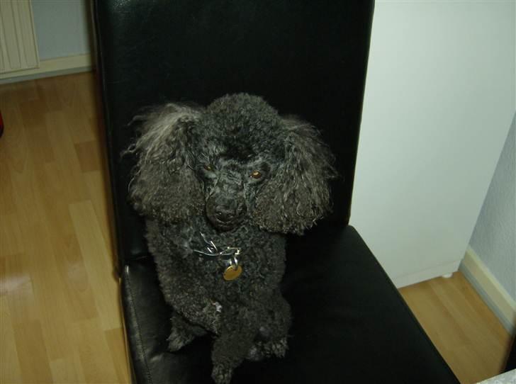 Dværgpuddel ToT billede 3