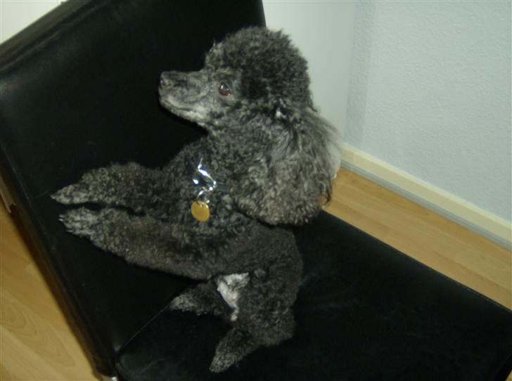 Dværgpuddel ToT billede 4