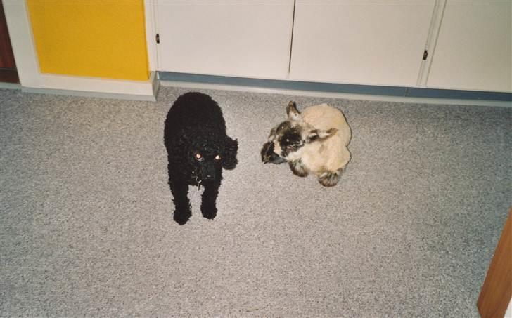 Dværgpuddel ToT billede 6