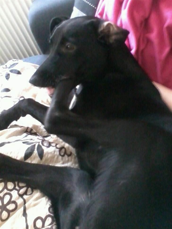 Blanding af racer zika - mor sagde jeg havde lakrids mellem tæerne og det sys jeg bestemt ikk sku gå til spilde:D billede 5