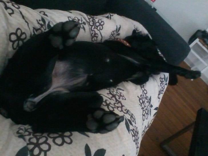 Blanding af racer zika - blev lidt træt efter en laaaang løbe/legetur billede 6