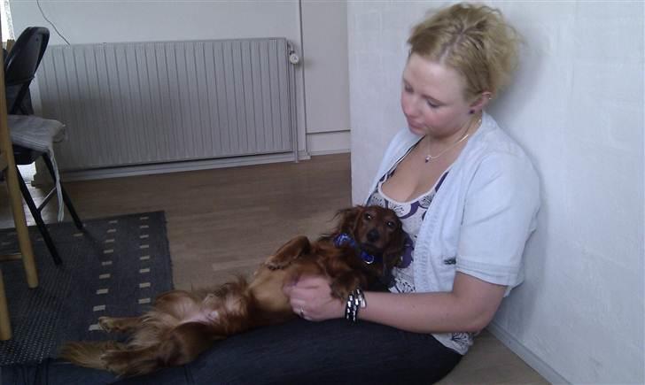 Dværggravhund Basse billede 8