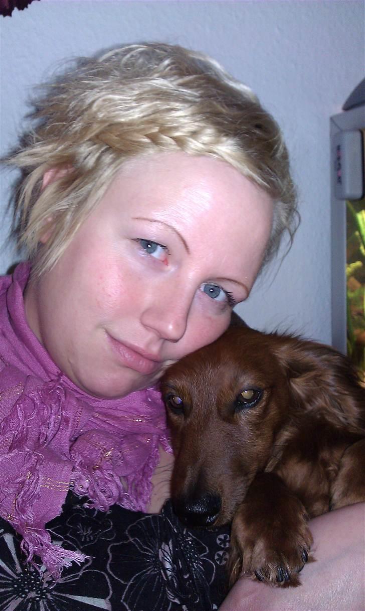 Dværggravhund Basse billede 9