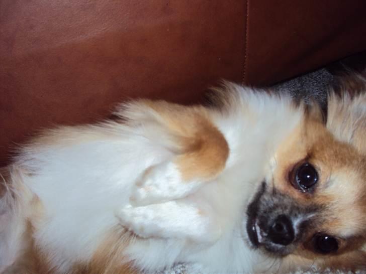 Chihuahua Eddie - Får du ikke lige lyst til at nusse mig på maven? billede 5