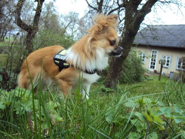 Chihuahua Eddie - Jeg kan også godt være en vagthund hvis det skal være.. billede 6