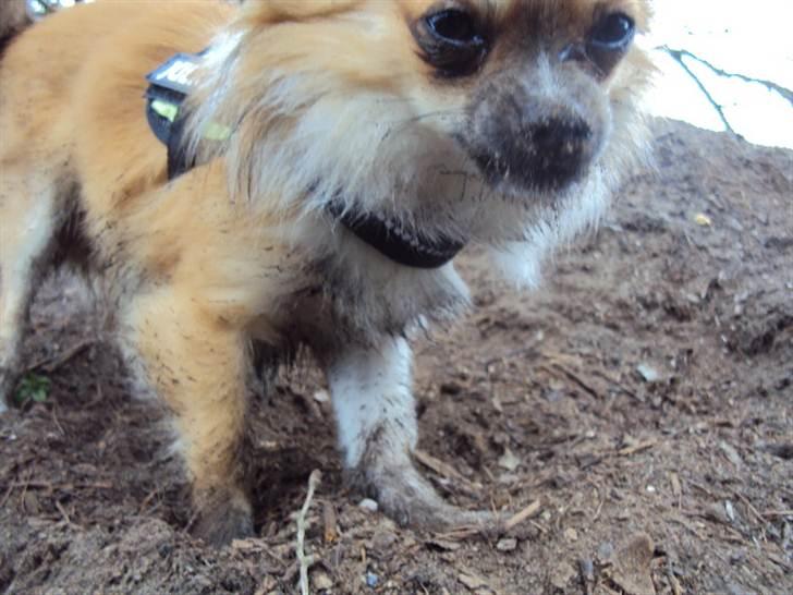 Chihuahua Eddie - Du forventer vel ikke at jeg skal i bad når vi kommer ind??? billede 7