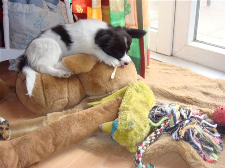 Papillon Sif - det her er bare hygge billede 10