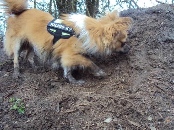 Chihuahua Eddie - Jeps, jeg fungere også som gravhund billede 8