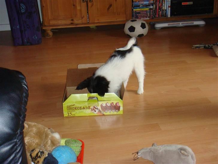 Papillon Sif - mon de har spist alle isene ? billede 11