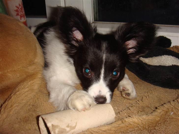 Papillon Sif - bare nu mor ikke ser at jeg har hugget en toilet rulle !! billede 12