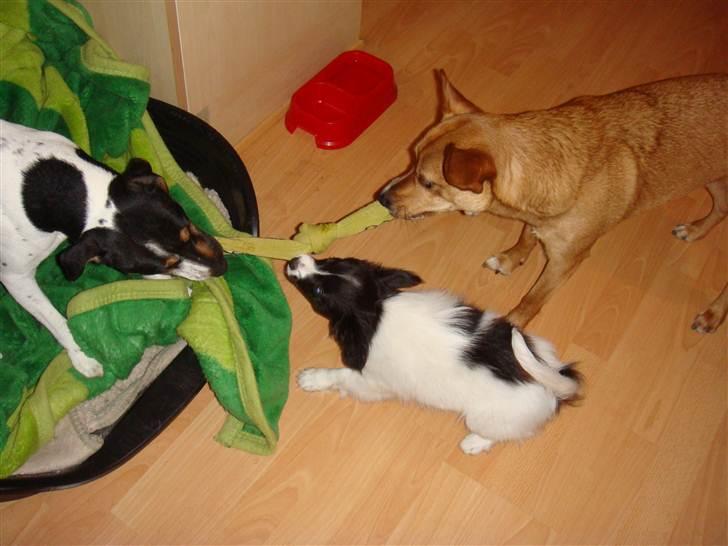 Papillon Sif - Så trækker vi drenge  billede 13