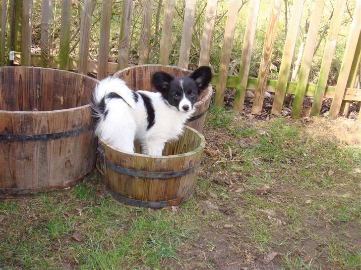 Papillon Sif - så er jeg plantet ! :) billede 14