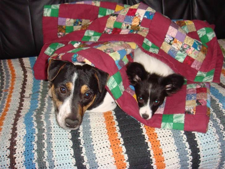 Papillon Sif - så er der dømt hygge sammen med Troy billede 15