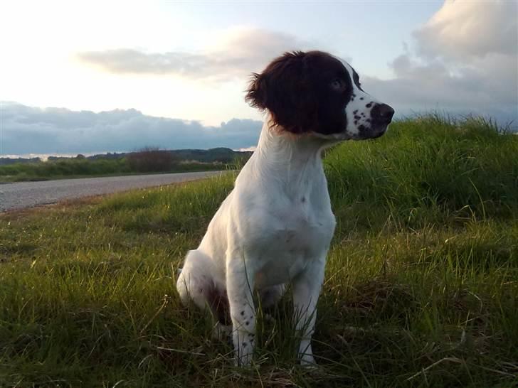 Field Trial spaniel Kirkeskovens Aiko billede 1