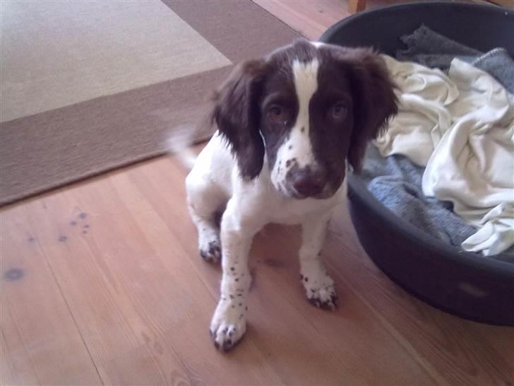 Field Trial spaniel Kirkeskovens Aiko billede 4