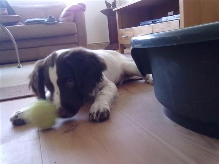 Field Trial spaniel Kirkeskovens Aiko billede 5