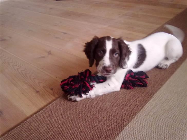 Field Trial spaniel Kirkeskovens Aiko billede 8