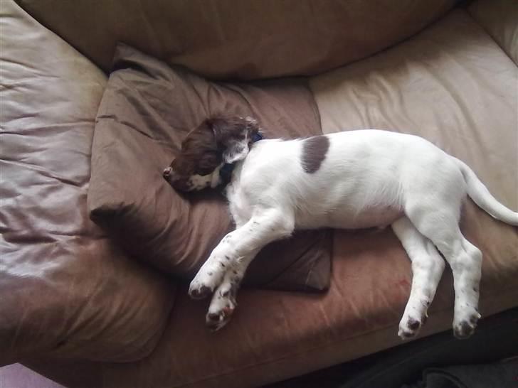 Field Trial spaniel Kirkeskovens Aiko billede 10