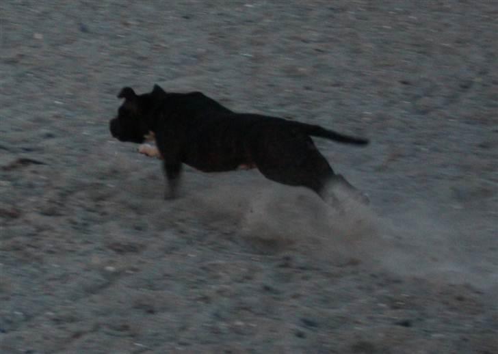 Staffordshire bull terrier Chili billede 2