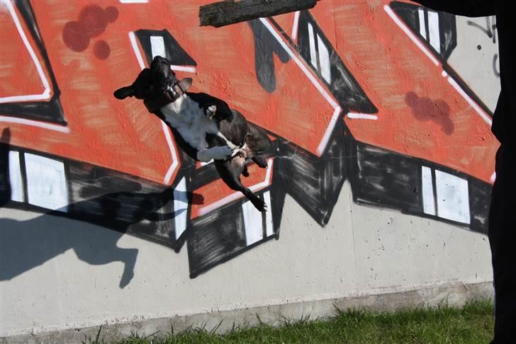 Staffordshire bull terrier Chili billede 3