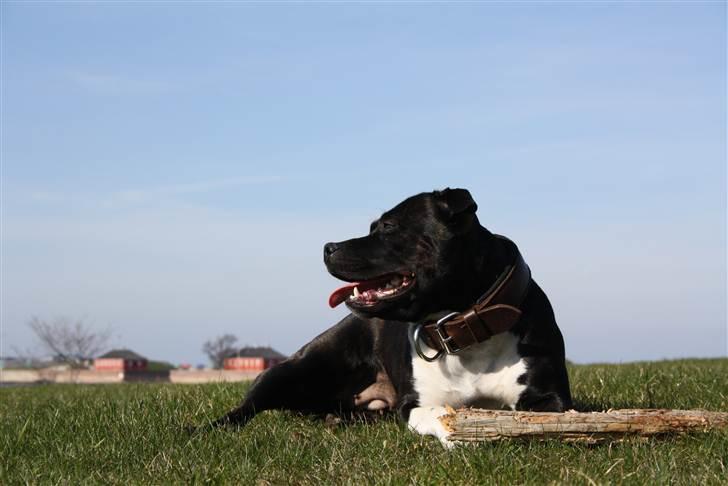 Staffordshire bull terrier Chili billede 4