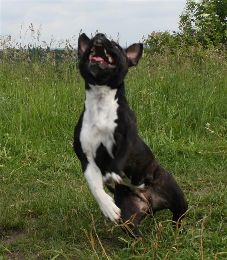 Staffordshire bull terrier Chili billede 5