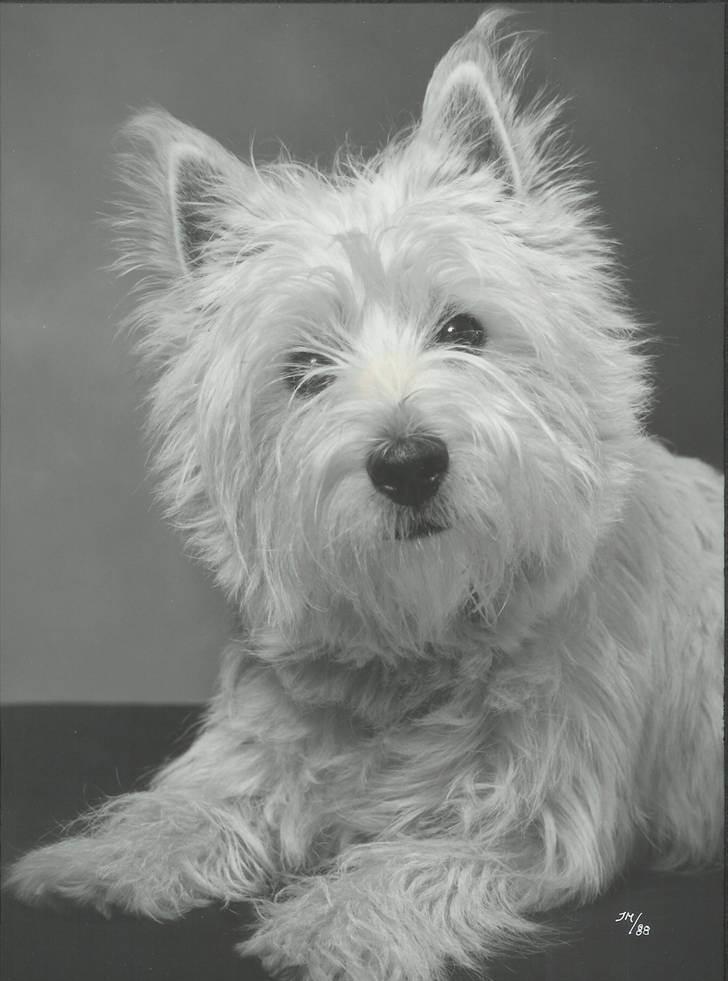 West highland white terrier Nikki † - Han var med i en fotokonkurrence om kæledyr og vandt med dette billed :) billede 1