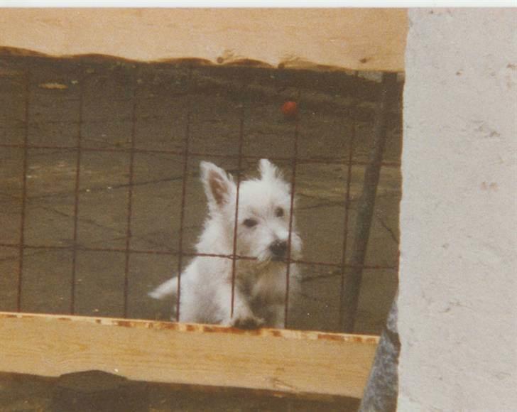 West highland white terrier Nikki † billede 2