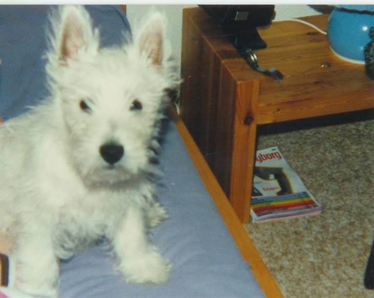 West highland white terrier Nikki † billede 3